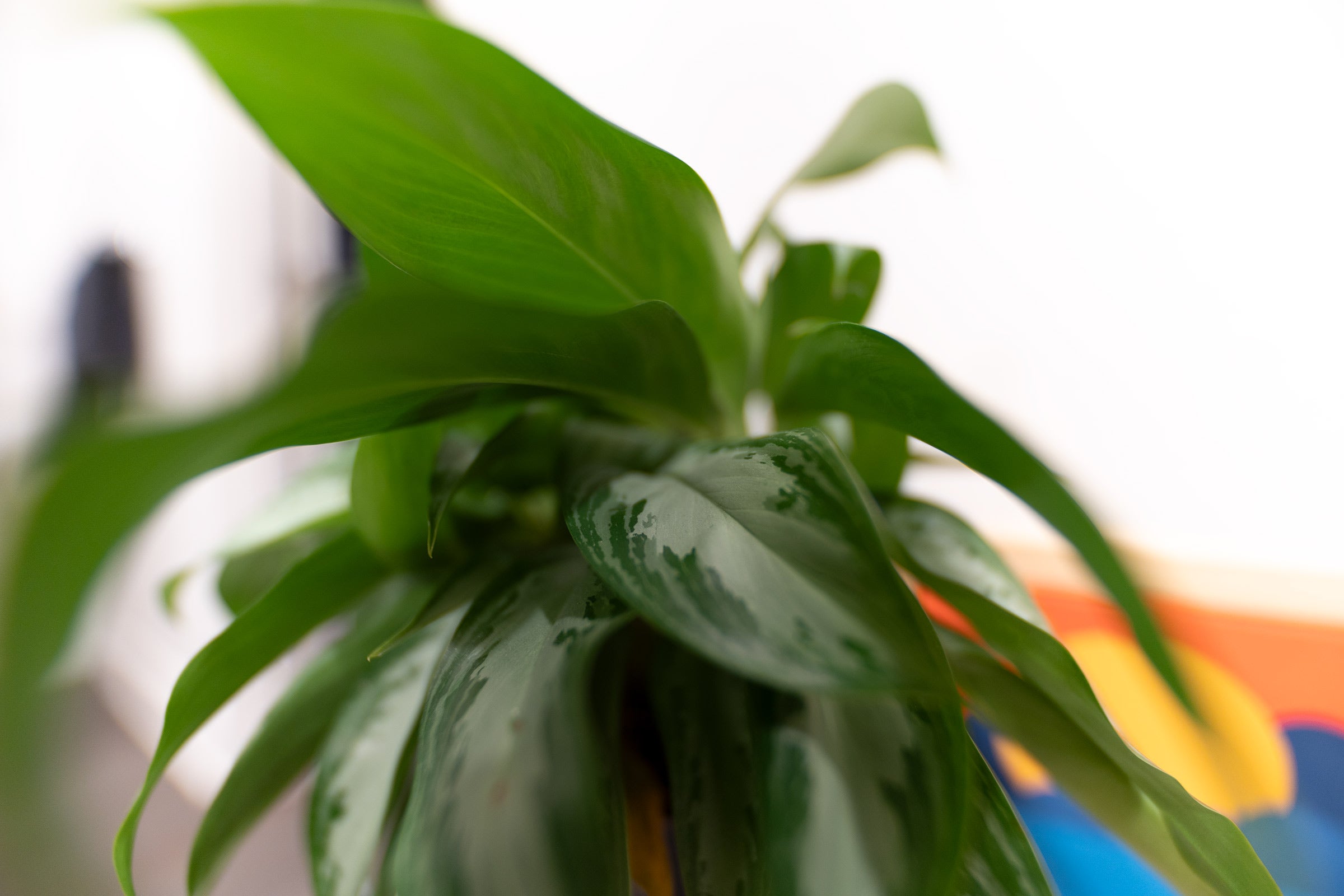 a green plant with a colorful painting behind it