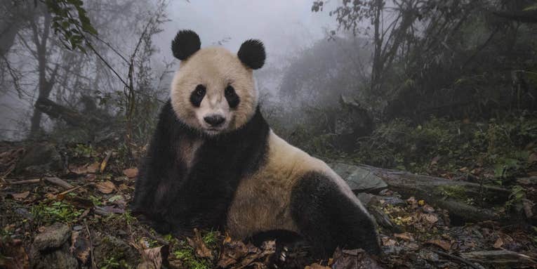 NatGeo’s 50 greatest images, and 5 other photo exhibits worth seeing right now NatGeo’s 50 greatest images, and 5 other photo exhibits worth seeing right now