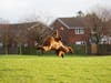 a dog leaps across a field trying to catch a ball