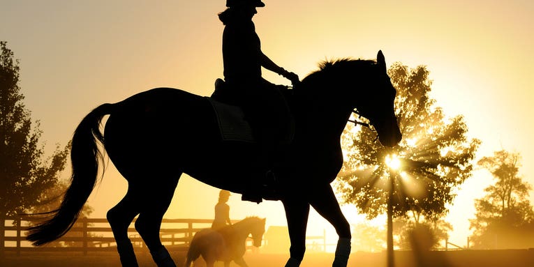 I, Photographer: Sam English Photographs Horses I, Photographer: Sam English Photographs Horses