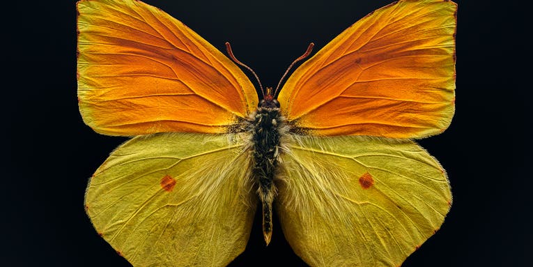 Macro photographer Levon Biss’ big bug pictures magnify tiny species’ oversized impact Macro photographer Levon Biss’ big bug pictures magnify tiny species’ oversized impact