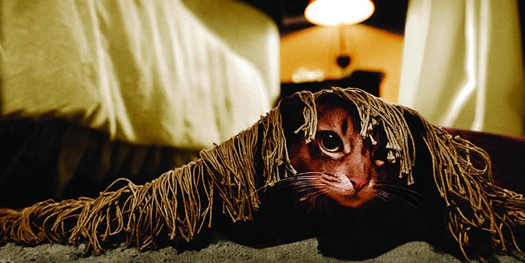 How To: Shoot Better Cat Portrait Photos How To: Shoot Better Cat Portrait Photos