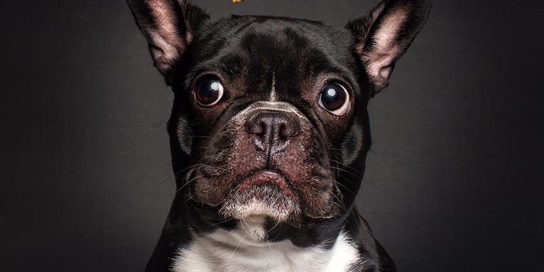 Hilarious high speed flash photos of dogs catching treats