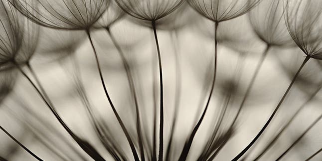 An Introduction to Macro Photography An Introduction to Macro Photography