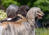 a woman blends in with her two long-haired dogs. 