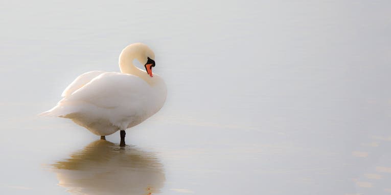 How To: Determine the Perfect Crop for an Image How To: Determine the Perfect Crop for an Image