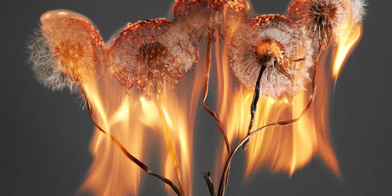 Rankin’s flaming dandelions are a perfect metaphor for an exploding world Rankin’s flaming dandelions are a perfect metaphor for an exploding world