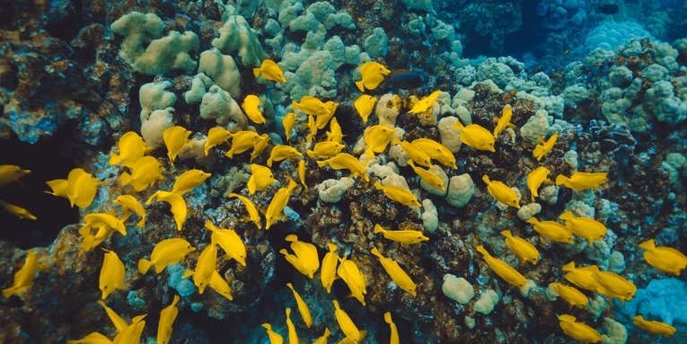 The best underwater drones of 2023 The best underwater drones of 2023