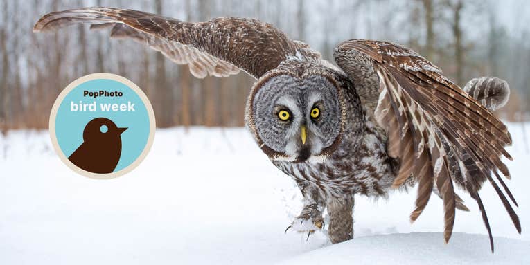 Tips from the pros: 3 keys to taking better bird pictures Tips from the pros: 3 keys to taking better bird pictures