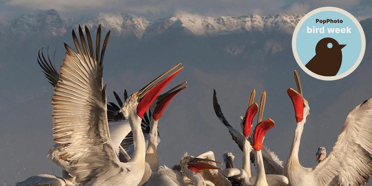 Birds of a feather: Show us your best avian photography Birds of a feather: Show us your best avian photography