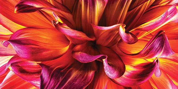You Can Do It: Tips for Better Up-Close Flower Photography You Can Do It: Tips for Better Up-Close Flower Photography