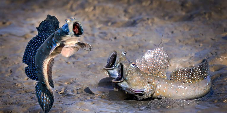 These are the funniest wildlife photos of 2021