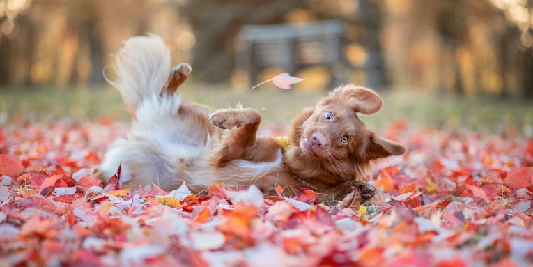 The Funny Pet Finalist photos will give you all the feels The Funny Pet Finalist photos will give you all the feels