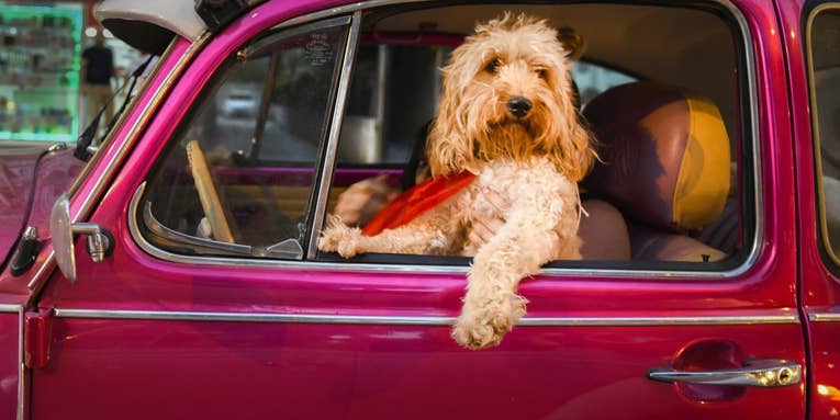 We can’t stop laughing at these hilarious pet photos We can’t stop laughing at these hilarious pet photos