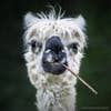 Smokin' Alpaca âHe looks like he is smoking a cigar.â