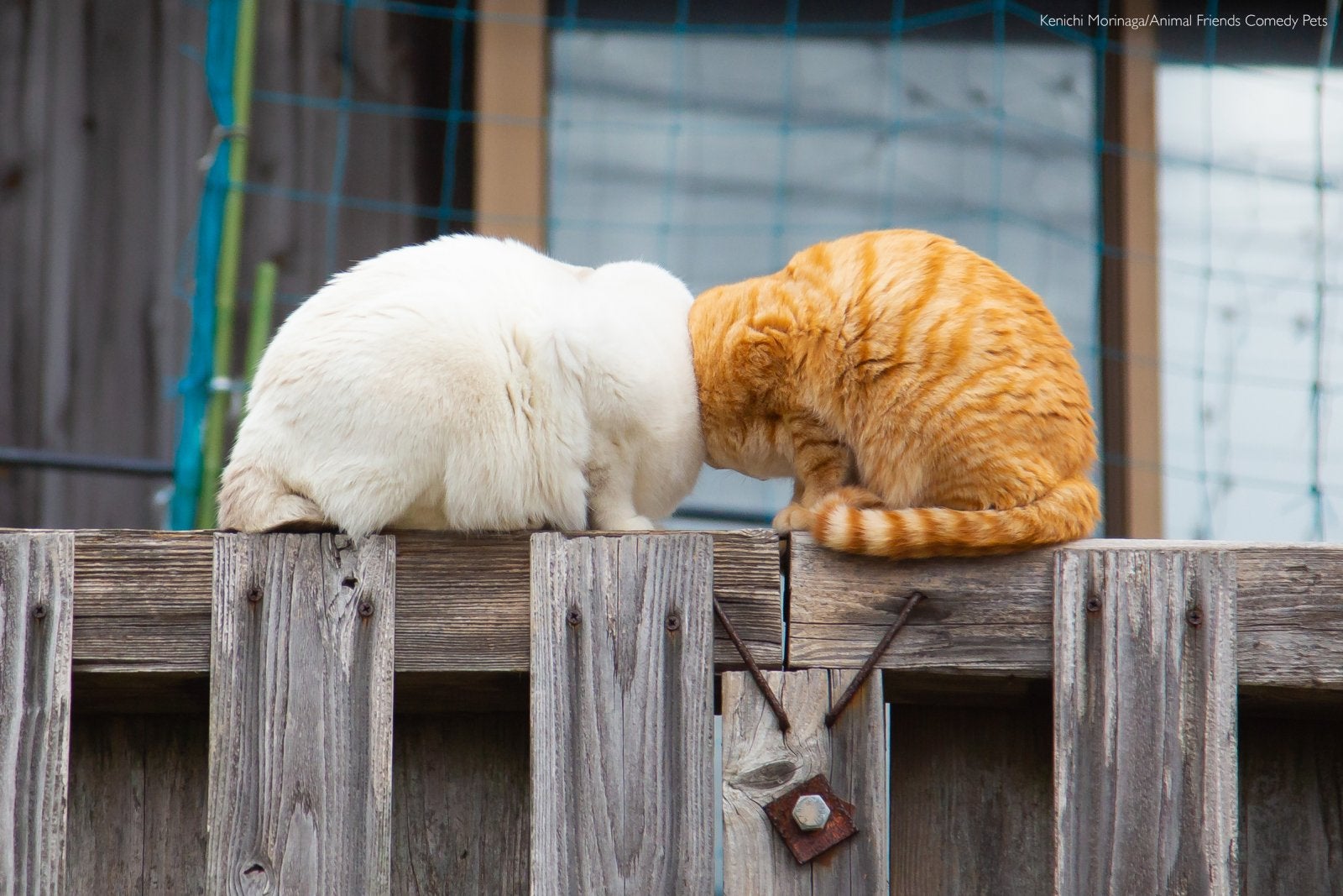 Two cats head butting each other.