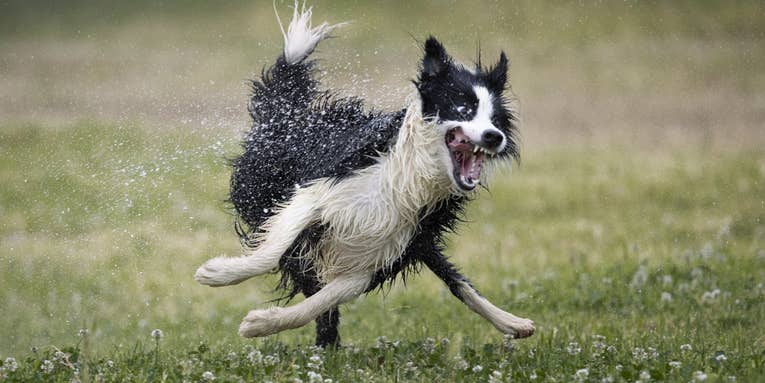 Laugh it up fuzzball – the year’s funniest pet photos Laugh it up fuzzball – the year’s funniest pet photos