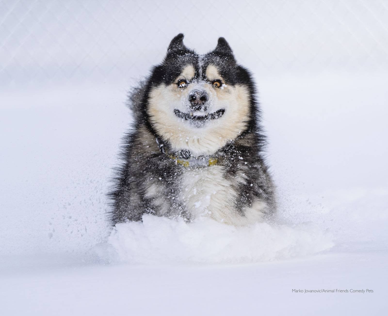 dog dashing through the snow with a funny face.