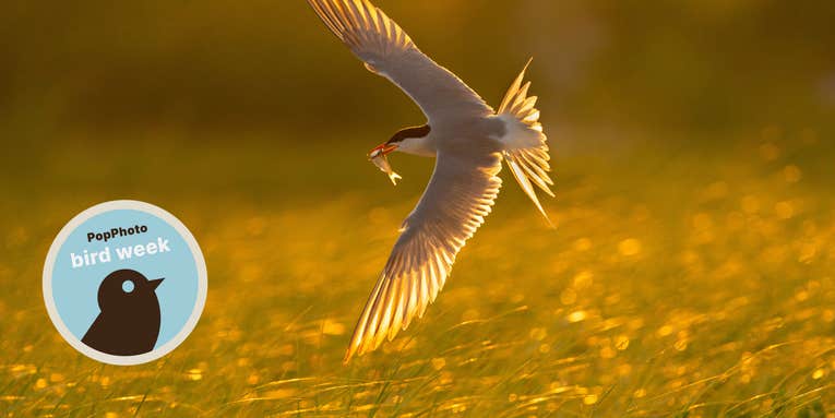 Does bird detect AF really work? Does bird detect AF really work?