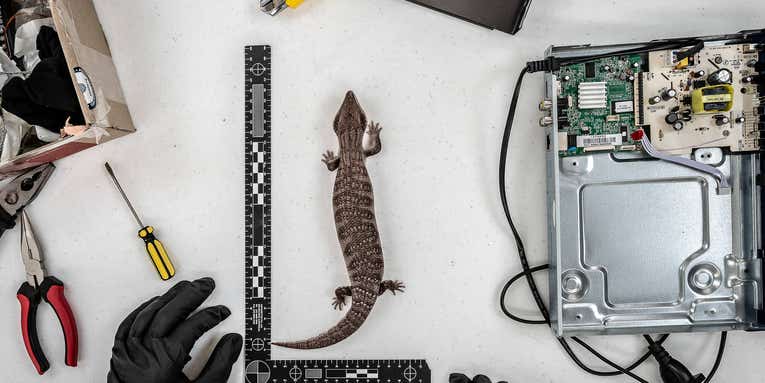 Crikey! Critters large and small rule Australian Geographic’s 2021 photo awards Crikey! Critters large and small rule Australian Geographic’s 2021 photo awards