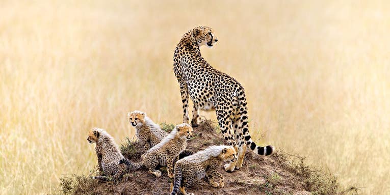 Life as a Nature Photographer Life as a Nature Photographer