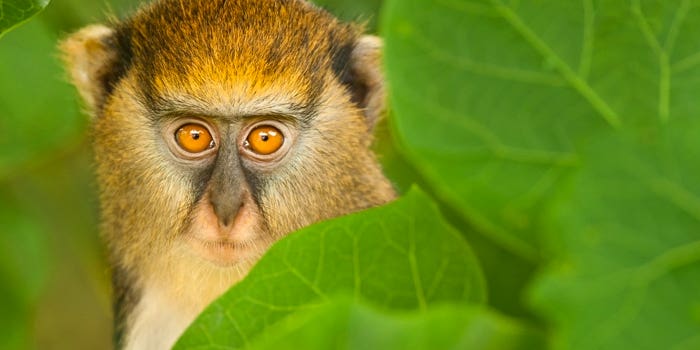 Video: Frans Lanting on Capturing the Humanity of Animals Video: Frans Lanting on Capturing the Humanity of Animals