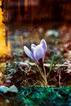 purple crocus shot using EBS technique exposing base and emulsion sides of the film