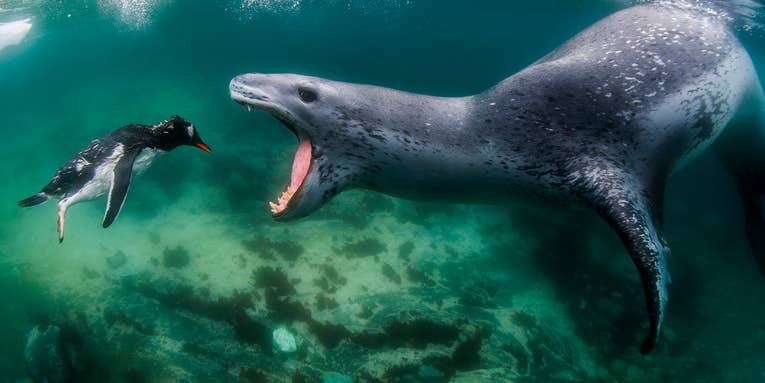 An epic photo of a leopard seal eating a penguin wins the 2021 World Nature Photography Awards An epic photo of a leopard seal eating a penguin wins the 2021 World Nature Photography Awards