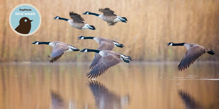 10 tips for dynamic waterfowl photography 10 tips for dynamic waterfowl photography