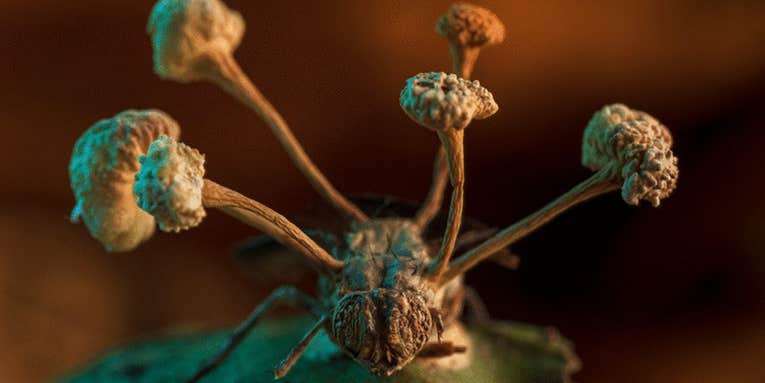 Parasitic zombie fungus takes first prize in BMC Ecology & Evolution photo competition