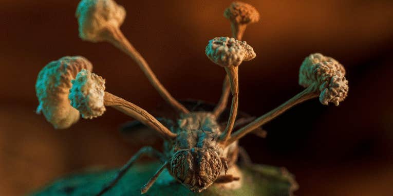 Parasitic zombie fungus takes first prize in BMC Ecology & Evolution photo competition Parasitic zombie fungus takes first prize in BMC Ecology & Evolution photo competition