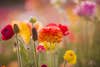 Close-up of red flowering plant on field,Los Angeles,California,United States,USA