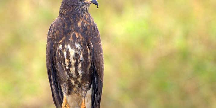 Photog Could Face Jailtime, $100,000 Fine For Disturbing Protected Bird Nests Photog Could Face Jailtime, $100,000 Fine For Disturbing Protected Bird Nests