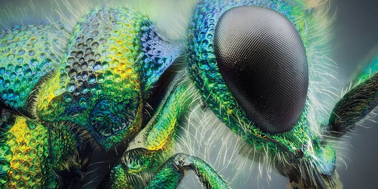 Tips from a pro: How to improve your insect photography