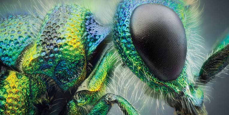 Tips from a pro: How to improve your insect photography Tips from a pro: How to improve your insect photography
