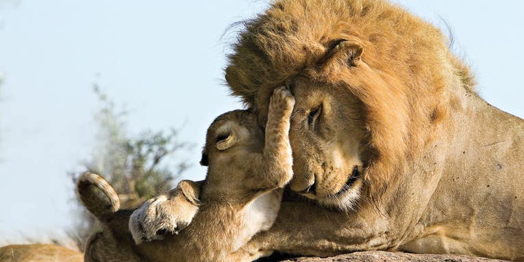 Photographs of Baby Animals By Suzi Eszterhas Photographs of Baby Animals By Suzi Eszterhas