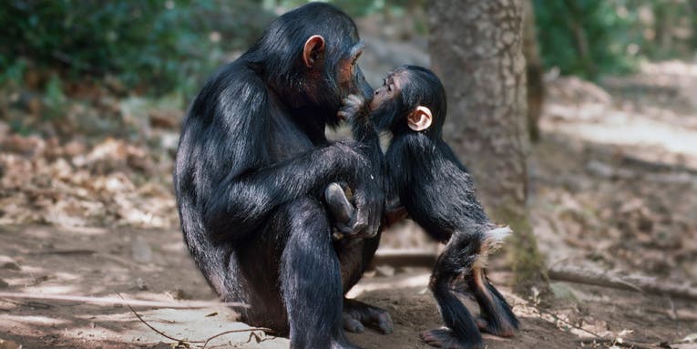 This charity print sale is your chance to own a photo by Jane Goodall This charity print sale is your chance to own a photo by Jane Goodall