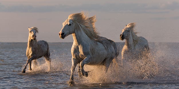 Carol Walker’s Tips for Taking Majestic Horse Photographs Carol Walker’s Tips for Taking Majestic Horse Photographs