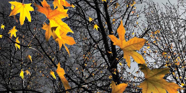 You Can Do It: Leaf Show You Can Do It: Leaf Show