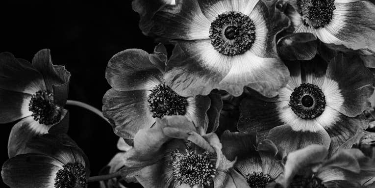 This photographer creates dramatic flower studies using the simplest of setups This photographer creates dramatic flower studies using the simplest of setups