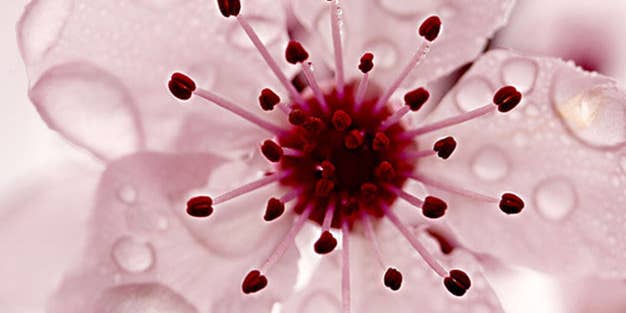Tips From a Pro: Harold Davis on Getting Better Flower Photos Tips From a Pro: Harold Davis on Getting Better Flower Photos