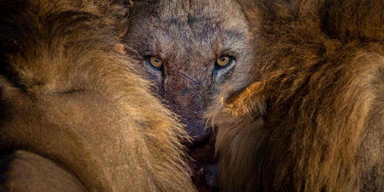 Into the wild: a selection of the year’s best nature photos Into the wild: a selection of the year’s best nature photos