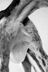 Elle Pérez. animal. 2019, printed 2021. Courtesy of the artist and 47 Canal, Forum.084.04