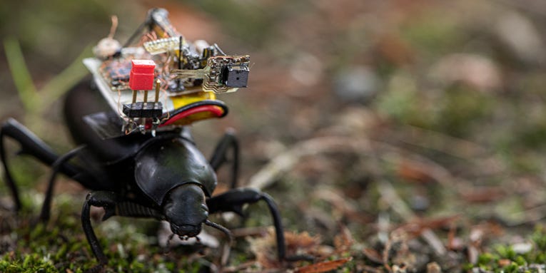 Scientists strapped tiny cameras to beetles to get a bug’s-eye view of the world Scientists strapped tiny cameras to beetles to get a bug’s-eye view of the world