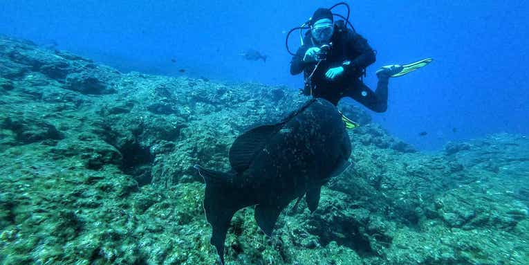 Camera housings to capture underwater action Camera housings to capture underwater action