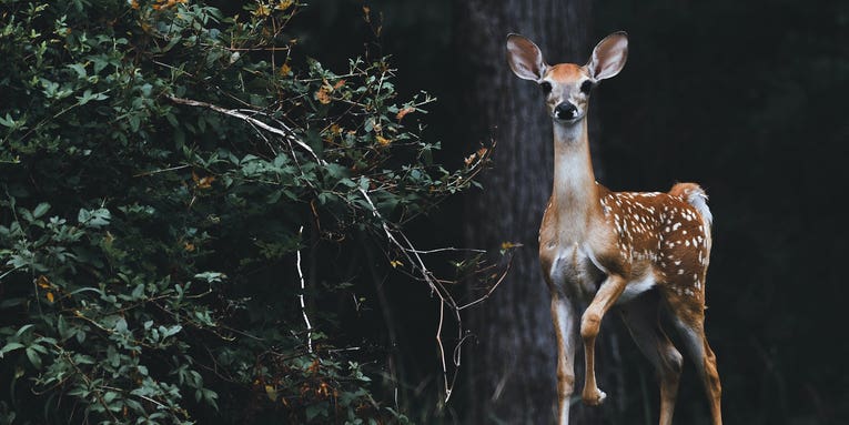 The best trail cameras of 2023 The best trail cameras of 2023