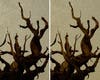 A night photo of a Bristlecone Pine zoomed in to 100%.
