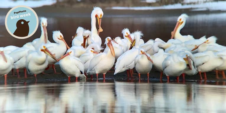 iPhone bird photography: a beginners’ guide iPhone bird photography: a beginners’ guide