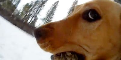 12 Awesome Examples Of Animals With Action Cameras 12 Awesome Examples Of Animals With Action Cameras
