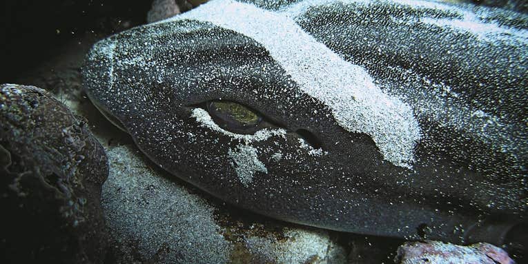 Wild underwater photos captured by freedivers off the coast of South Africa Wild underwater photos captured by freedivers off the coast of South Africa